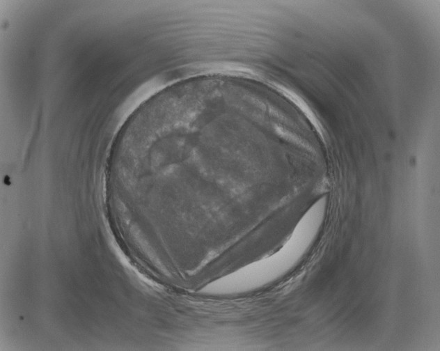 X0000083640999200703051656
