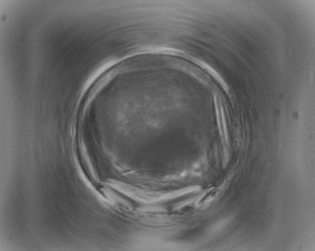 X0000083641007200703051656