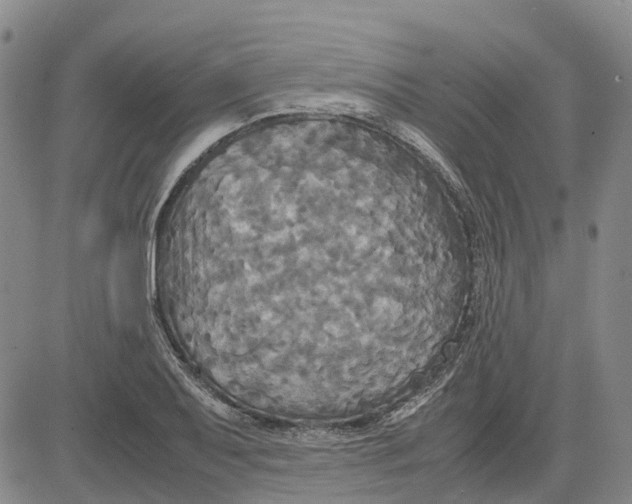 X0000083641079200703051654