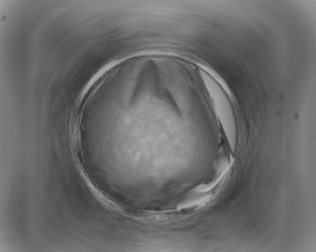 X0000083641101200703051654