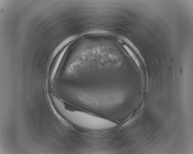 X0000083641245200703051652