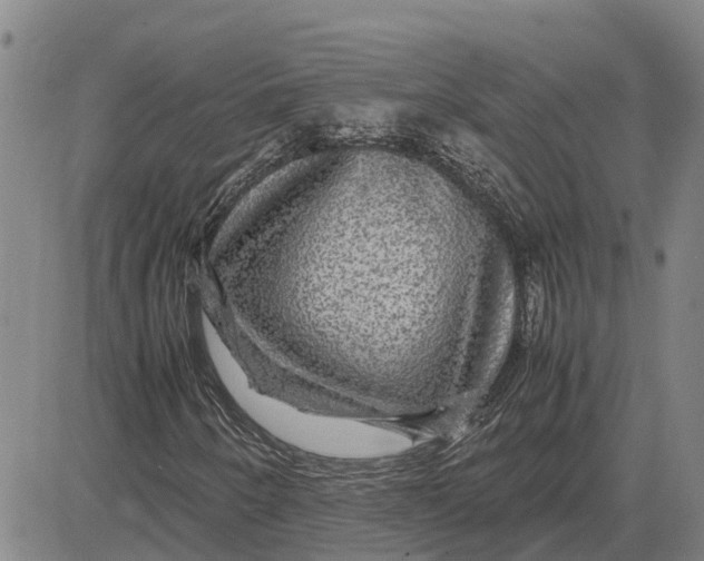 X0000083641250200703051652