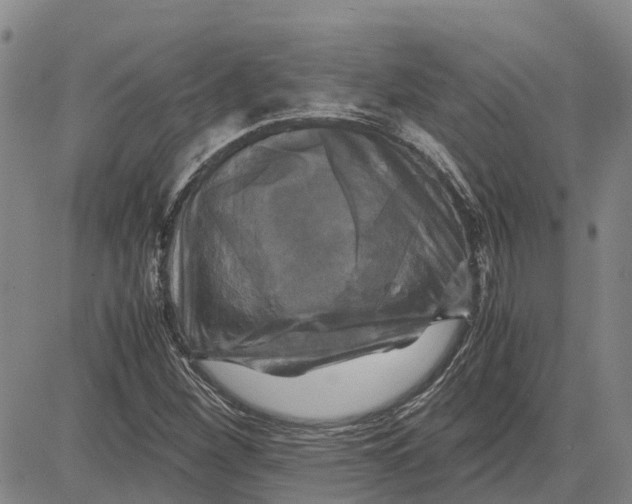 X0000083641260200703051651