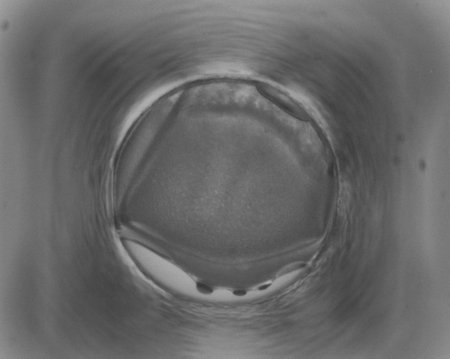 X0000083641295200703051651