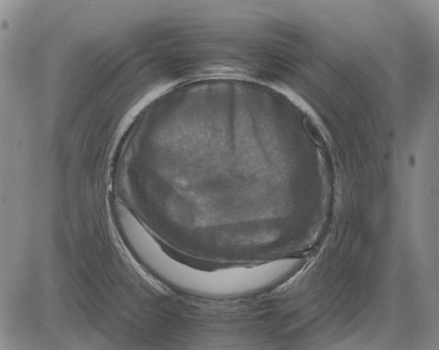 X0000083641333200703051651