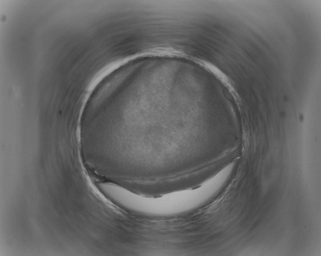 X0000083641335200703051651