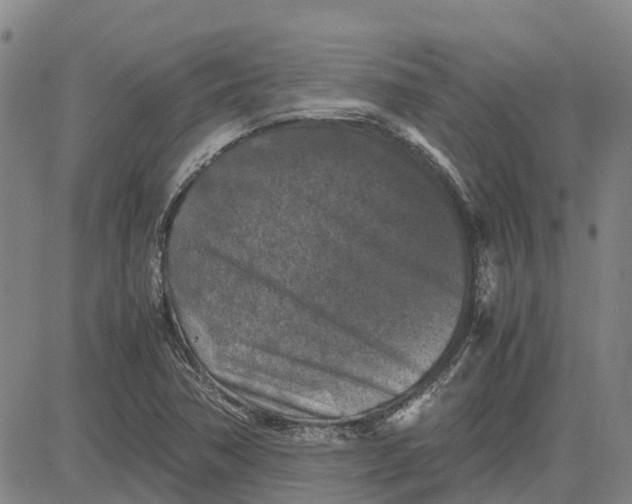 X0000083641362200703051650