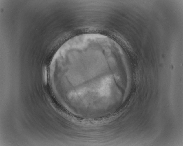X0000083640022200703121731