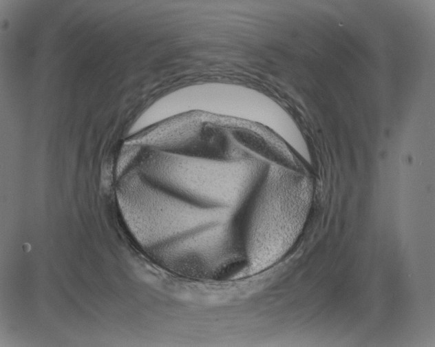 X0000083640033200703121731