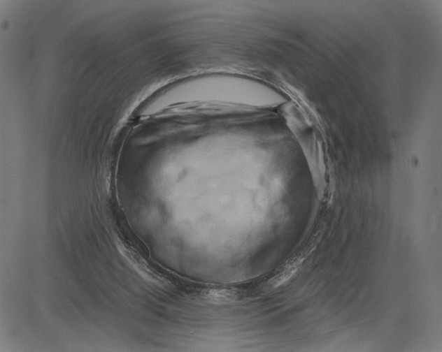 X0000083640060200703121730