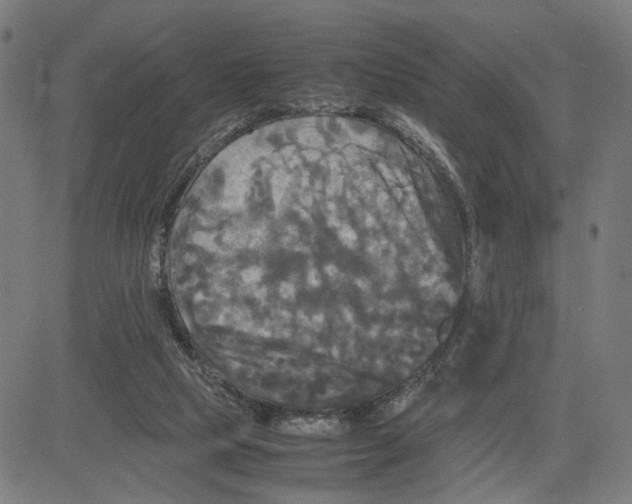 X0000083640065200703121730