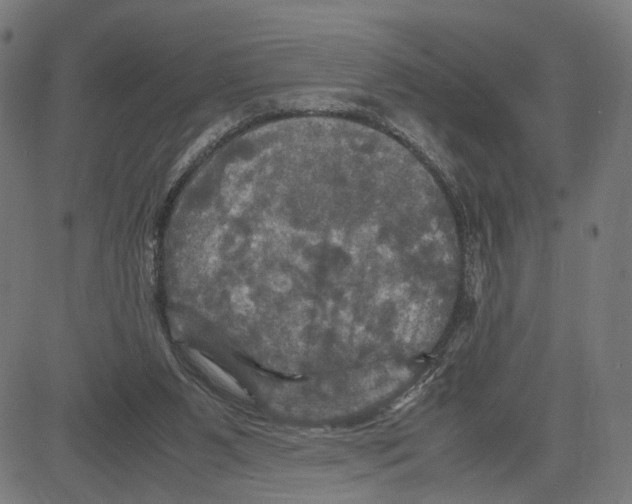 X0000083640111200703121730