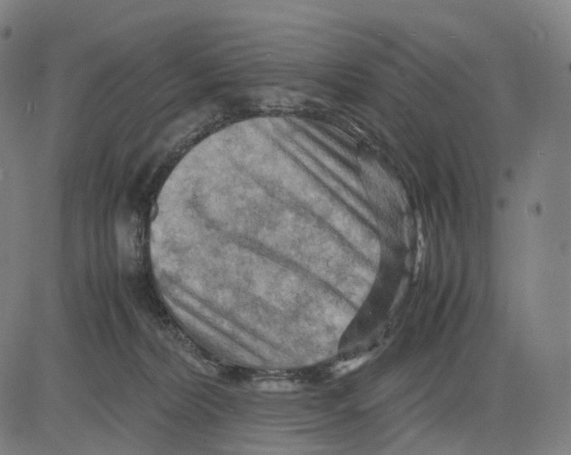 X0000083640228200703121728