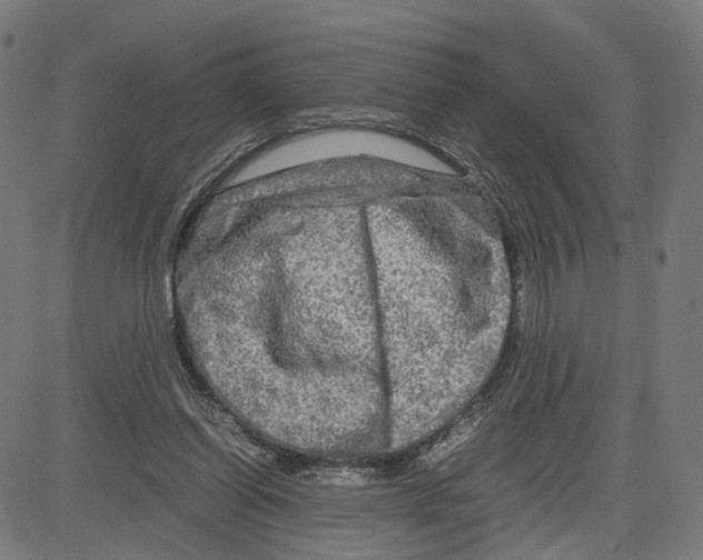 X0000083640254200703121727