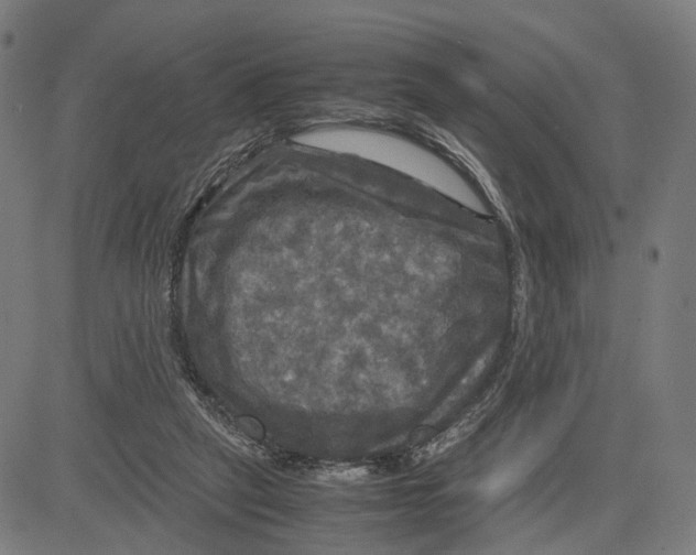 X0000083640257200703121727