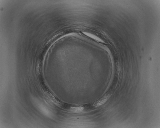 X0000083640266200703121727