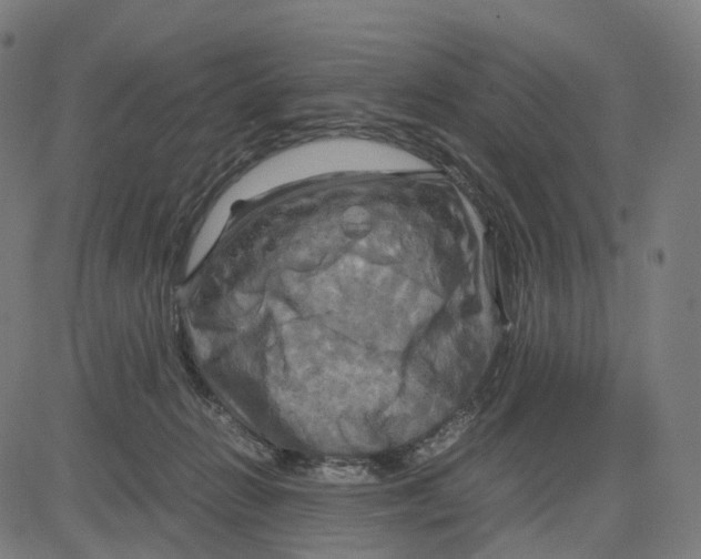 X0000083640270200703121727