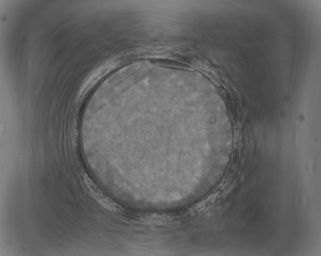 X0000083640293200703121727