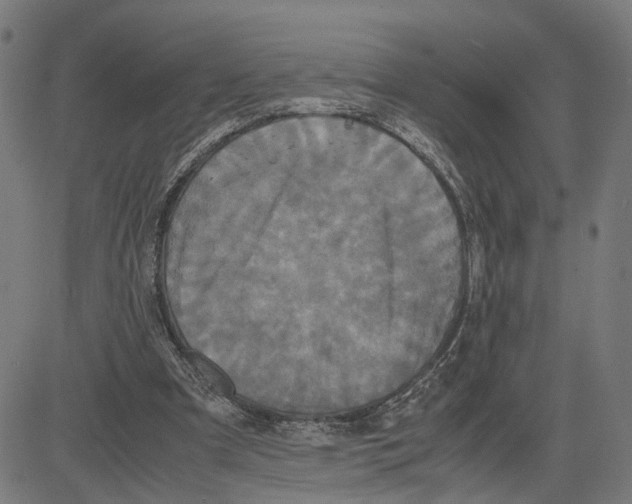 X0000083640297200703121726