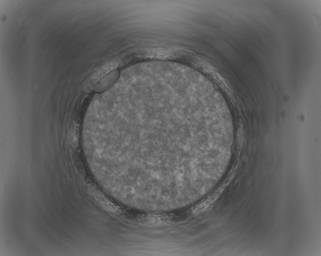 X0000083640305200703121726