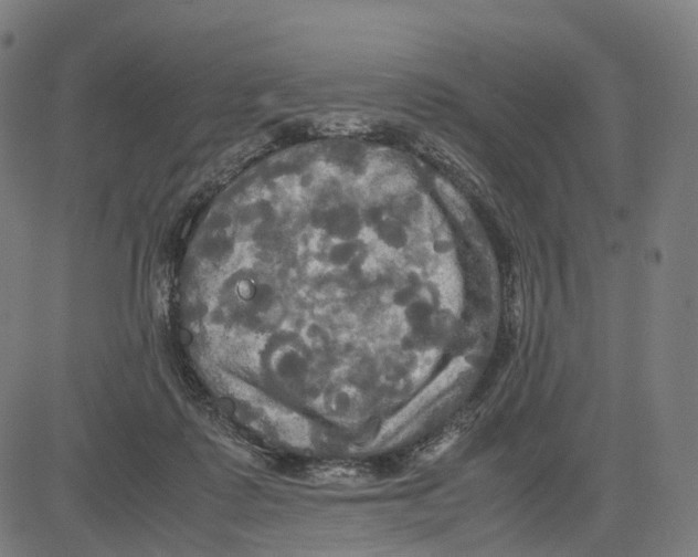 X0000083640315200703121726