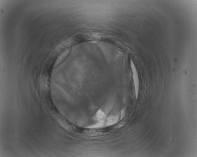 X0000083640331200703121726