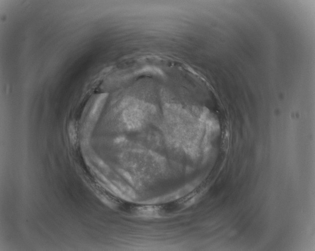 X0000083640335200703121726