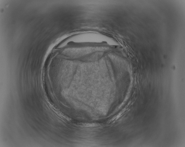 X0000083640342200703121725