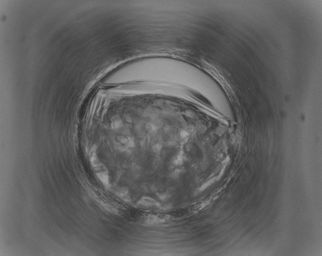 X0000083640346200703121725