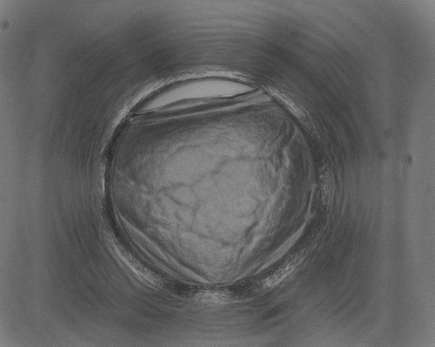 X0000083640350200703121725