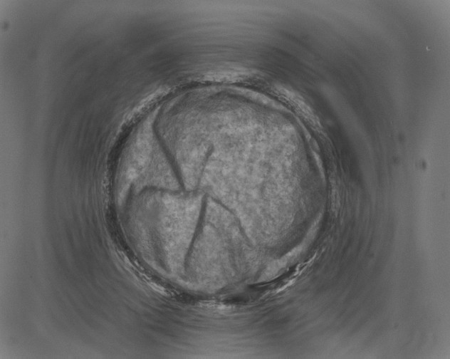 X0000083640354200703121725