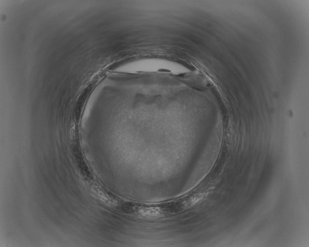 X0000083640355200703121725