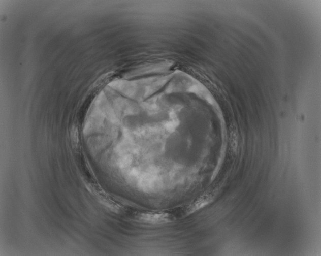 X0000083640375200703121726