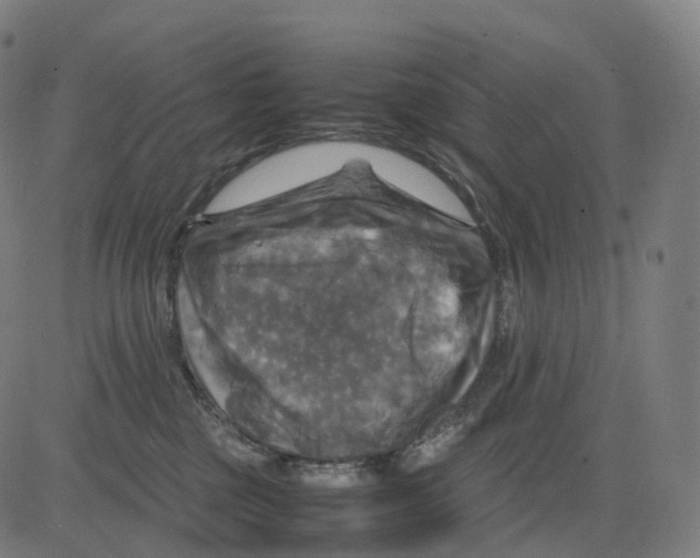 X0000083640377200703121726