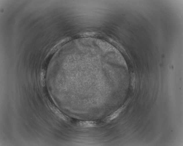 X0000083640378200703121726