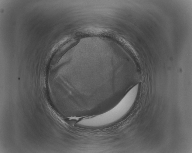 X0000083640399200703121725