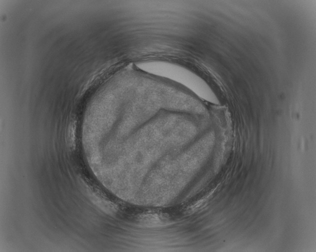 X0000083640404200703121725