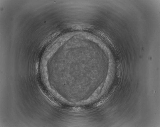 X0000083640406200703121725