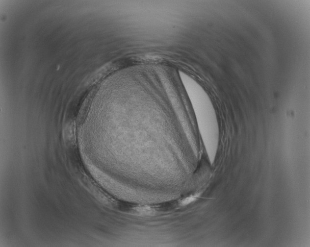 X0000083640425200703121724