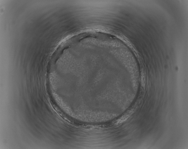 X0000083640434200703121723