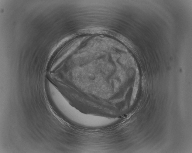 X0000083640438200703121724