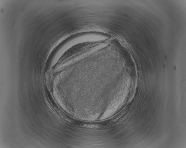 X0000083640440200703121724