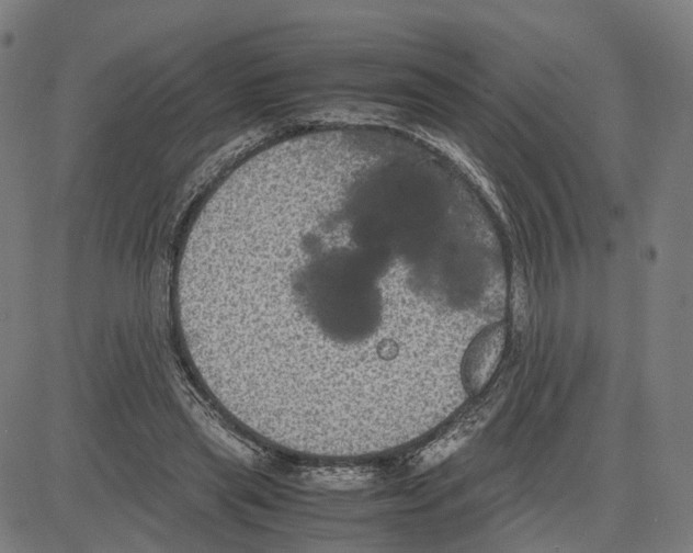 X0000083640445200703121724