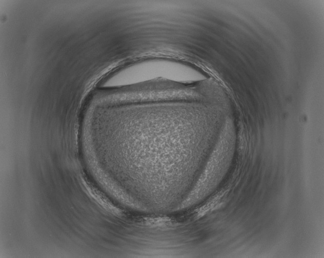 X0000083640446200703121724