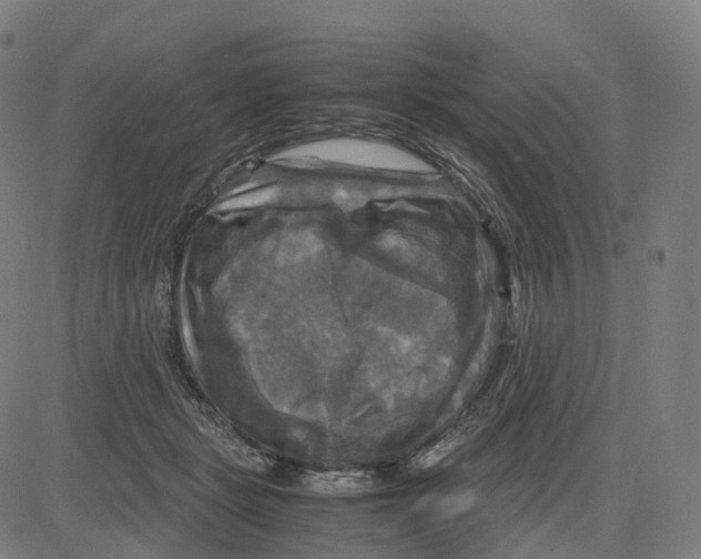 X0000083640461200703121724