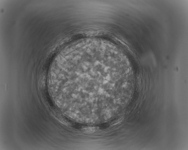 X0000083640499200703121723