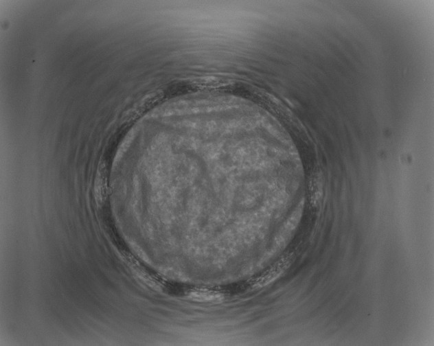 X0000083640515200703121723