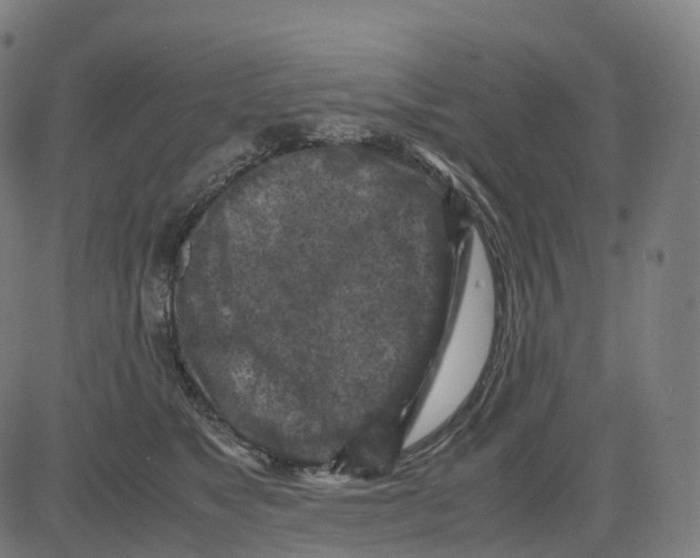 X0000083640517200703121723