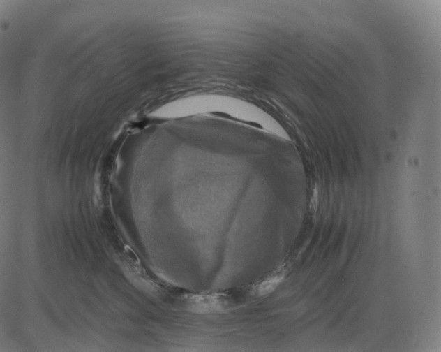 X0000083640524200703121723