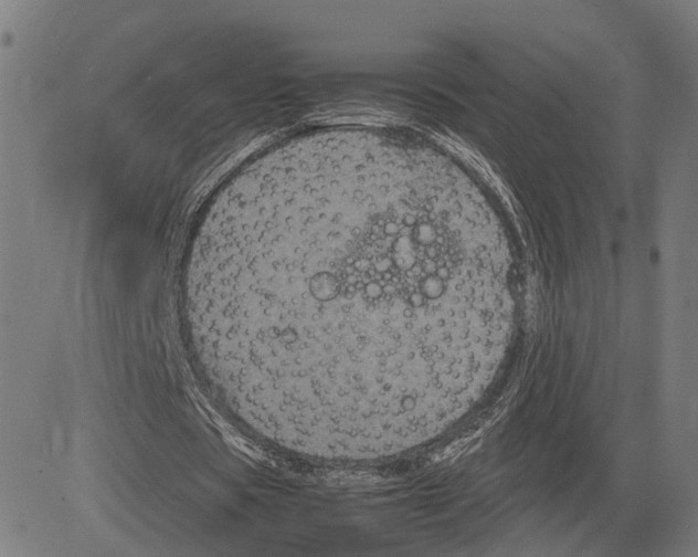 X0000083640529200703121722